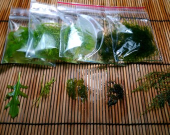 3 rare aquatic Moss Super Pack