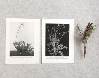 Vintage Botanical Print Set 1930s Herbarium Plant Print Nature Garden Flower Floral Ephemera Journal Scrapbook Vintage Ephemera Kit Supplies