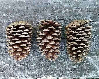 Pine Cones - Natural Rabbit Toys - Natural Pet Treats - Natural Pet Toys - Organic Pet Chews - Pet Toys - Rabbit Treats - Natural Pet Chews