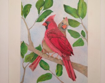 Two Cardinals - original artwork colored pencils