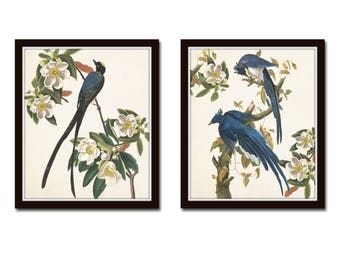 Blue Birds Print Set No. 1, Botanical Prints, Illustration, Wall Art, Prints, Giclee, Vintage Bird Prints, Audubon Bird Prints, Magnolia,
