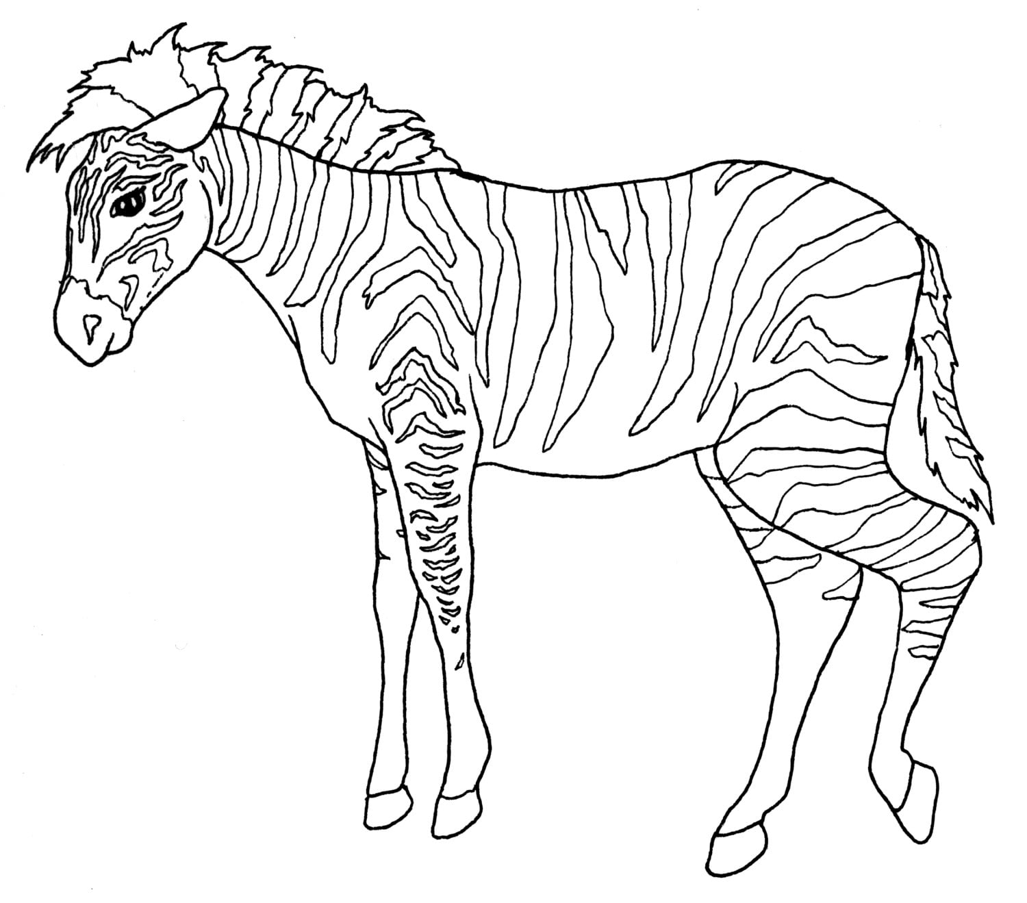 Coloring Pages Zoo Animals 115 Best Free Svg File