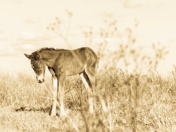 SLEEPING FOAL. Horse Print, Foal Picture, Equine Print, Animal Picture, Limited Edition Print
