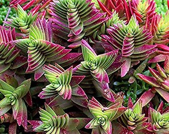 Succulent Crassula Capitella Red Pagoda Succulent Crassula Corymbulosa Trees Shark’s Tooth Plants Rare Succulent Exotic Shape Plants Gift