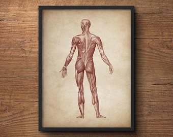 Anatomy print, Anatomy poster, Muscular system print, Human anatomy poster, Medical print, Anatomical drawing, Human anatomy, Wall art