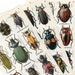 Beetle Illustrations, Beetle Print- 4 vintage full color 1960's book plates, nature illustration, biology, bug print, insect picture