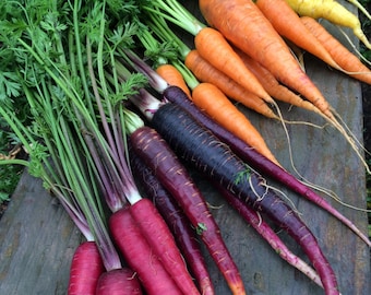 Rainbow Carrot Heirloom Seeds Exclusive Custom Mix Grown to Organic Standards