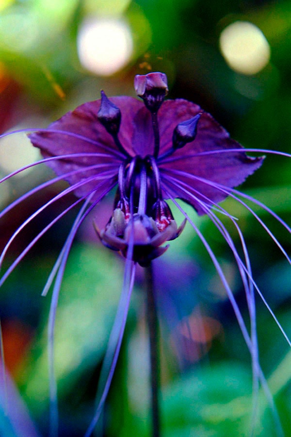 Black Bat Flower Photography Exotic Fine Art Photography