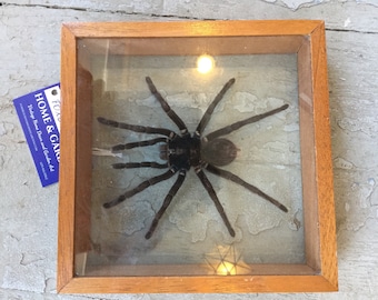 Large spider in glass frame