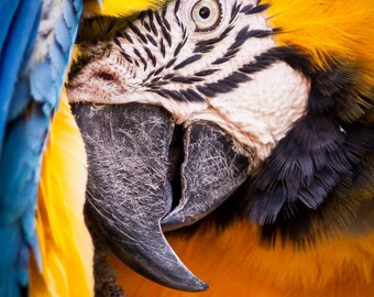 Scarlet Macaw, Fine art photo print, red parrot, bird nature photography, scarlet picture, large canvas, home wall decor