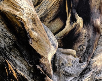 Bristlecone Pine Art Tree Roots Photo Log Cabin Forest Bristlecone Pine Art Tree Roots Photo Log Cabin Forest