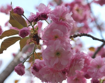 15+ Japanese Cherry Blossom Tree Seeds (Prunus serrulata) Sakura Oriental East Asian Cherry (Bonsai-suitable)