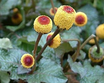 Toothache Plant- 100 Seeds