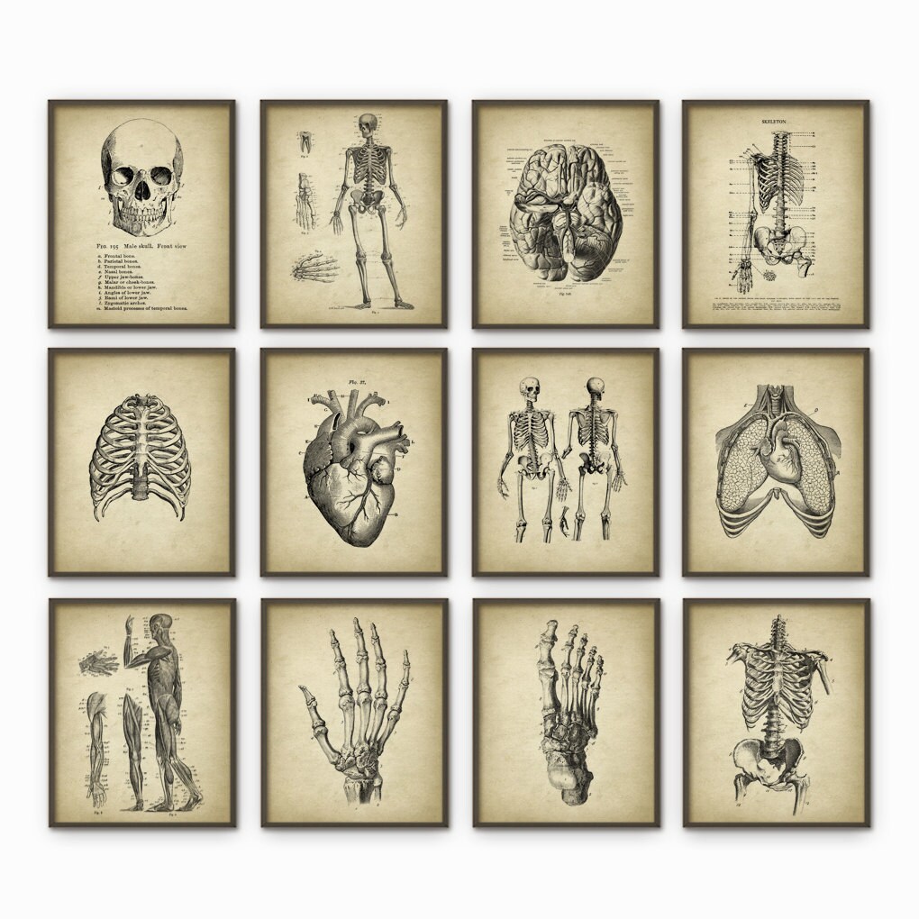 Human Anatomy Antique Art Print Set of 12 Vintage Anatomy