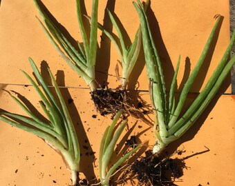 Bare Root Aloe Vera Plants (5 Plants)