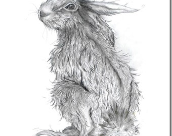 Hector Hare Greeting Card - Blank Inside, Pencil Drawing, Woodland Animal