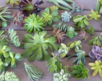 Mini Succulent plant cuttings