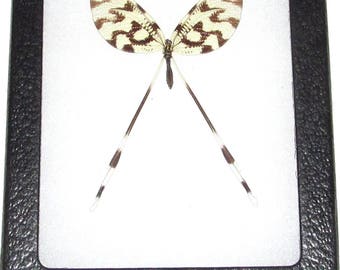 Real framed insect spoonfly nemoptera sinuata Macedonia dragonfly damselfly