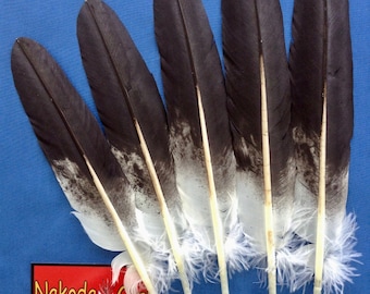 Native American Regalia *Nakoda Made* Replica BALD EAGLE WING 5 Feather Fan Set