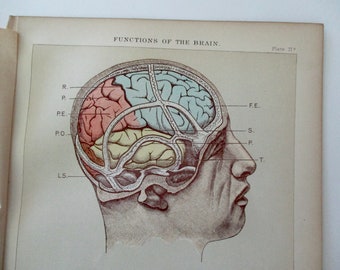 original page - 1900s color MEDICAL CHART from antique medical book - functions of the brain