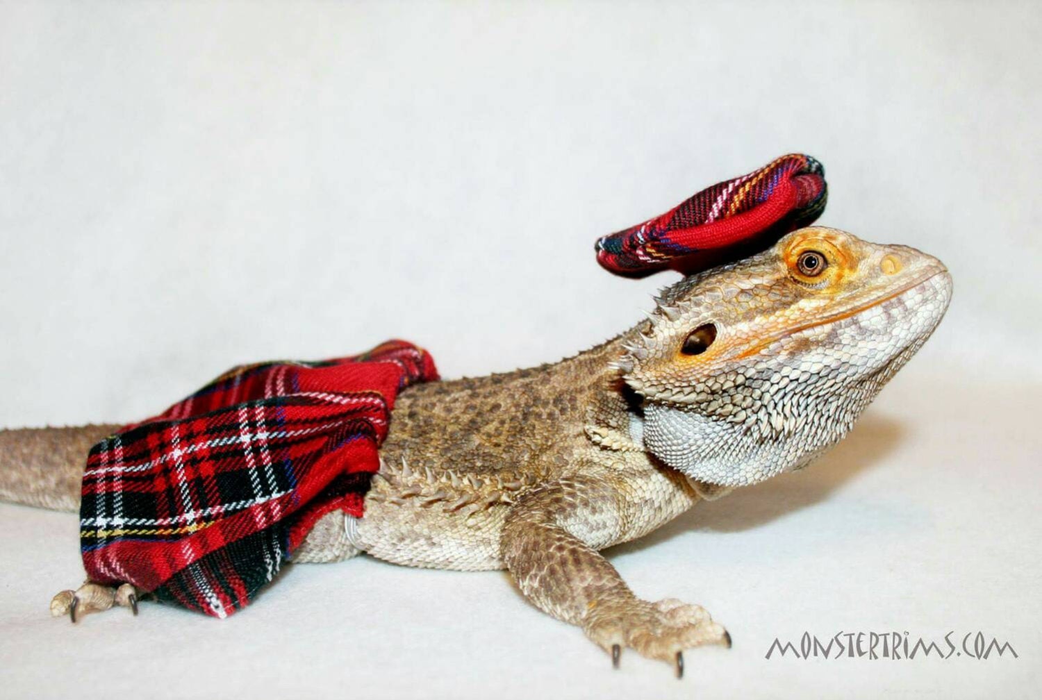 scottish kilt costume Bearded dragon clothes/ small animal