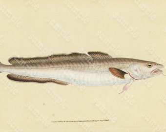 Original Antique Natural History Fish engraving Edwards DONAVON Natural history