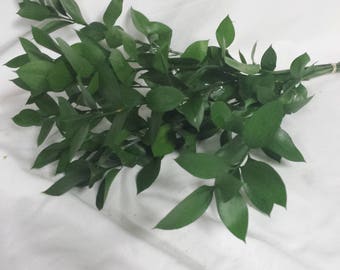 Israeli Ruscus, Fresh Israeli Ruscus, Fresh Greenery, Bulk Israeli Ruscus, DIY Wedding Flowers, DIY Greenery, DIY Bouquet