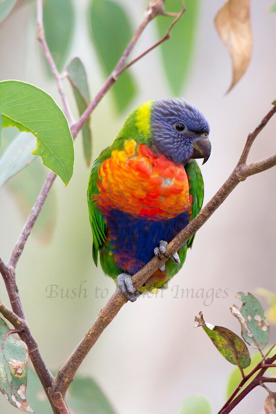 Baby Rainbow Lorikeet Bird Photography