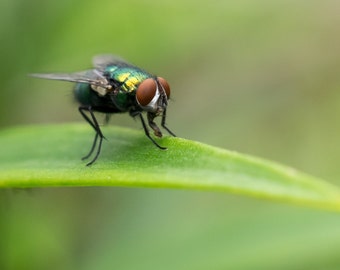 Green Bottle Fly Fine Art Photo Print - Insect Photo - Macro Photography - Wildlife Photography -Nature Photography -Gifts for Nature Lovers