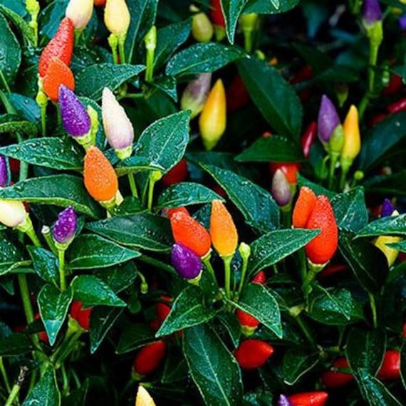 Ornamental Pepper Prairie Fire Mix Seeds Capsicum Annuum