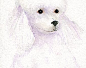 White Poodle painting Original 5 x 7 poodle art, poodle wall art, dog painting, poodle watecolor poodle, watercolor painting, pet painting