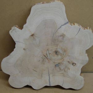 Cypress stump cut with un color and interesting spots, no bark but good solid shape