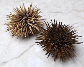 Sea Urchin w/Spines (2 pcs.) - (2.5-3.5") - Echinometra Mathaei