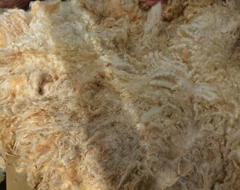 Blue Faced Leicester mix. Mostly felted. Dirty and vm.