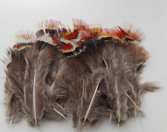 40 2-6cm natural pheasant feathers