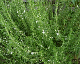 Herbs Herbal Medicines Herb Garden CD 29 Books Culinary Herbs Herbs Herbal Medicines Herb Garden CD 29 Books Culinary Herbs