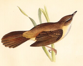 Antique Great Sedge Warbler Print . original old vintage bird plate woodblock . vol III, dated 1853 art specimen illustration