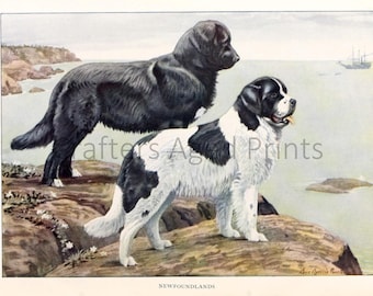 Newfoundslands Colored illustration by Louis Agassiz Fuertes from a Vintage 1927 Book Page