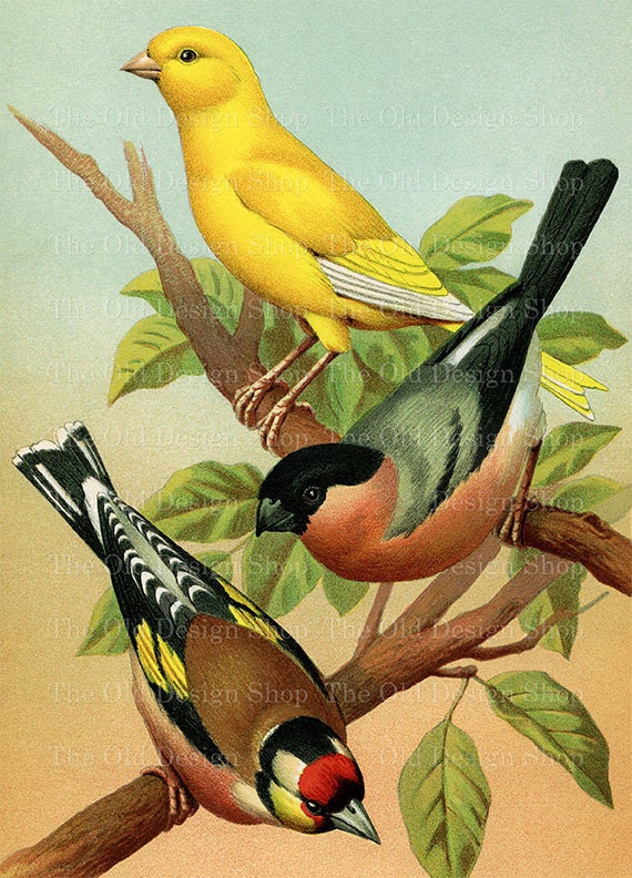Delicate image intended for printable bird Critical image throughout printable bird