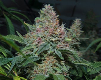 10 Pink Kush hemp/weeds seeds