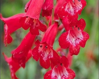 20+ Scarlet Queen Penstemon Flower Seeds