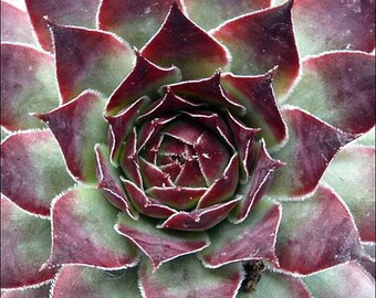 Red Beauty Hens & Chicks - Semperviven - Very Hardy - One Quart Pot