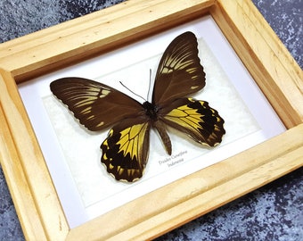 Framed Troides cuneifera Large Birdwing Butterfly Taxidermy A1 #54