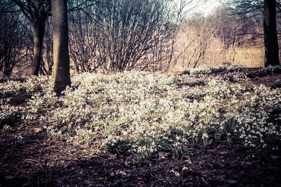 Snowdrops, Glasgow Park, Park Photography, Flower Photography, Nature Photography, Flower, Wall Art, Wall Decor, Fine Art Photography