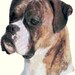 Brindle Boxer Euro Dog Portrait Counted Cross Stitch Pattern