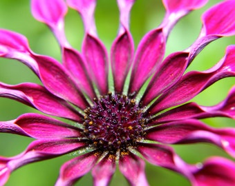 Purple Flower Photograph