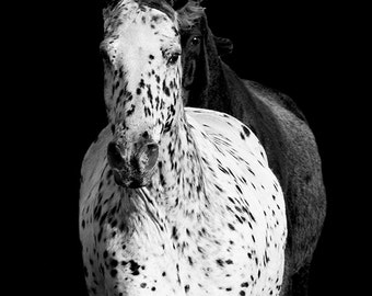 Out of the Dark - Fine Art Horse Photograph - Horse - Appaloosa - Fine Art Print
