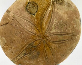 Sea Urchin Fossil ~ Sand Dollar ~ Madagascar ~ 172g
