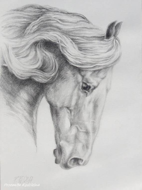 Friesian Horse Pencil drawing on white paper Hand drawn horse