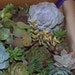 9 succulent cuttings. Perfect for a wedding cake